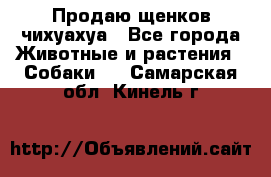 Продаю щенков чихуахуа - Все города Животные и растения » Собаки   . Самарская обл.,Кинель г.